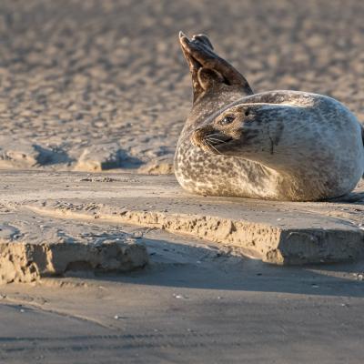 Phoque en Baie de Somme 11