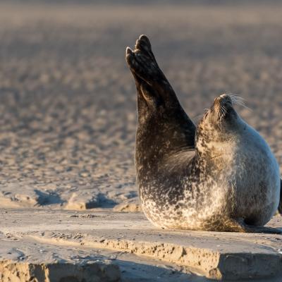 Phoque en Baie de Somme 12