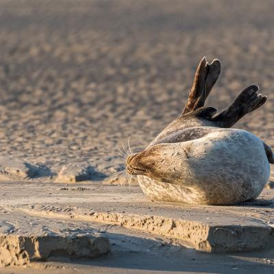 Phoque en Baie de Somme 3