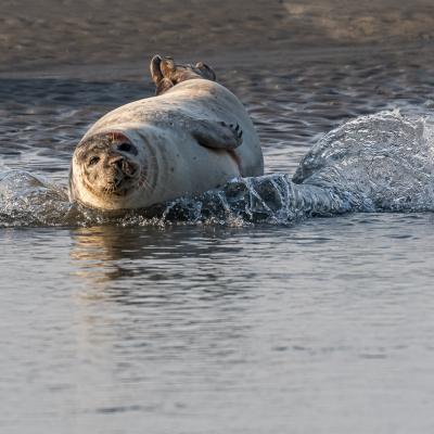 Phoque en Baie de Somme 4