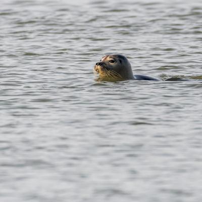 Phoque en Baie de Somme 6