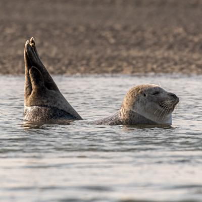 Phoque en Baie de Somme 7