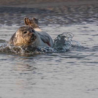 Phoque en Baie de Somme 8