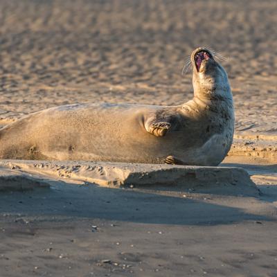 Phoque en Baie de Somme 9