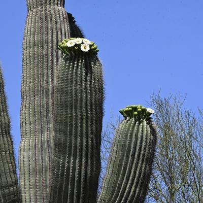 Premier saguaro en fleurs