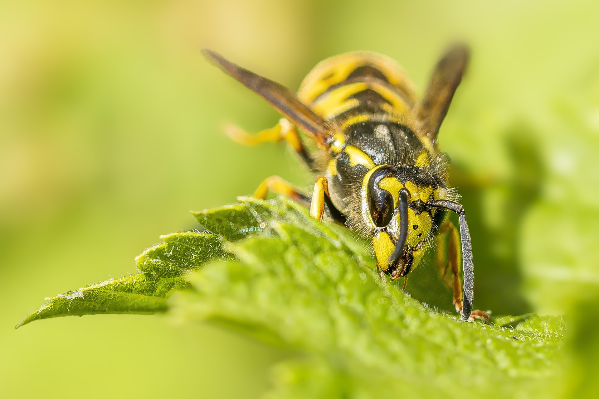 Regard d insecte 1