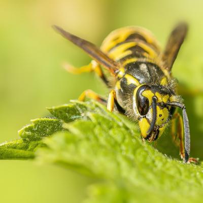 Regard d insecte 1