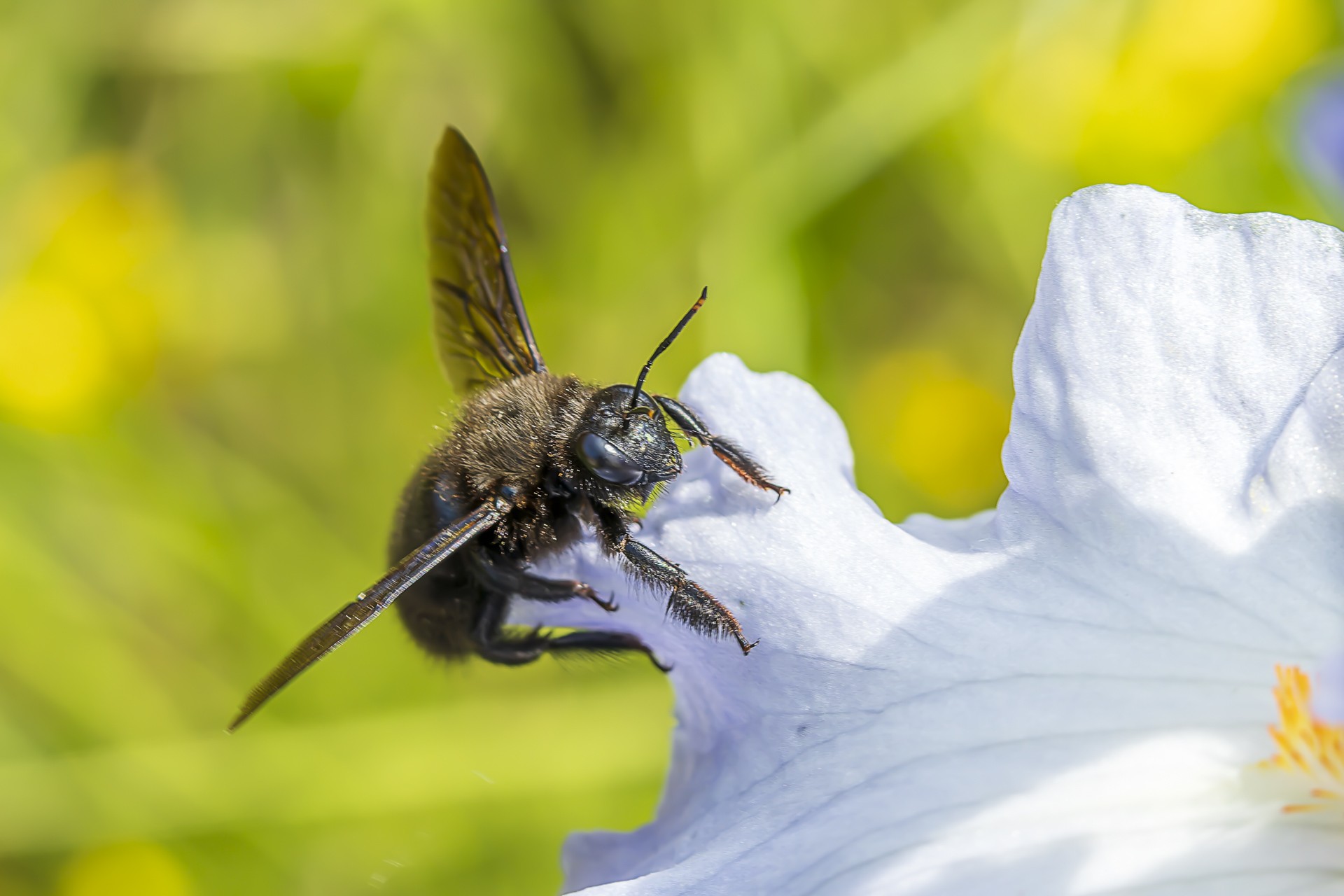 Regard d insecte 3