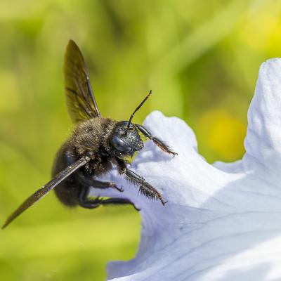 Regard d insecte 3