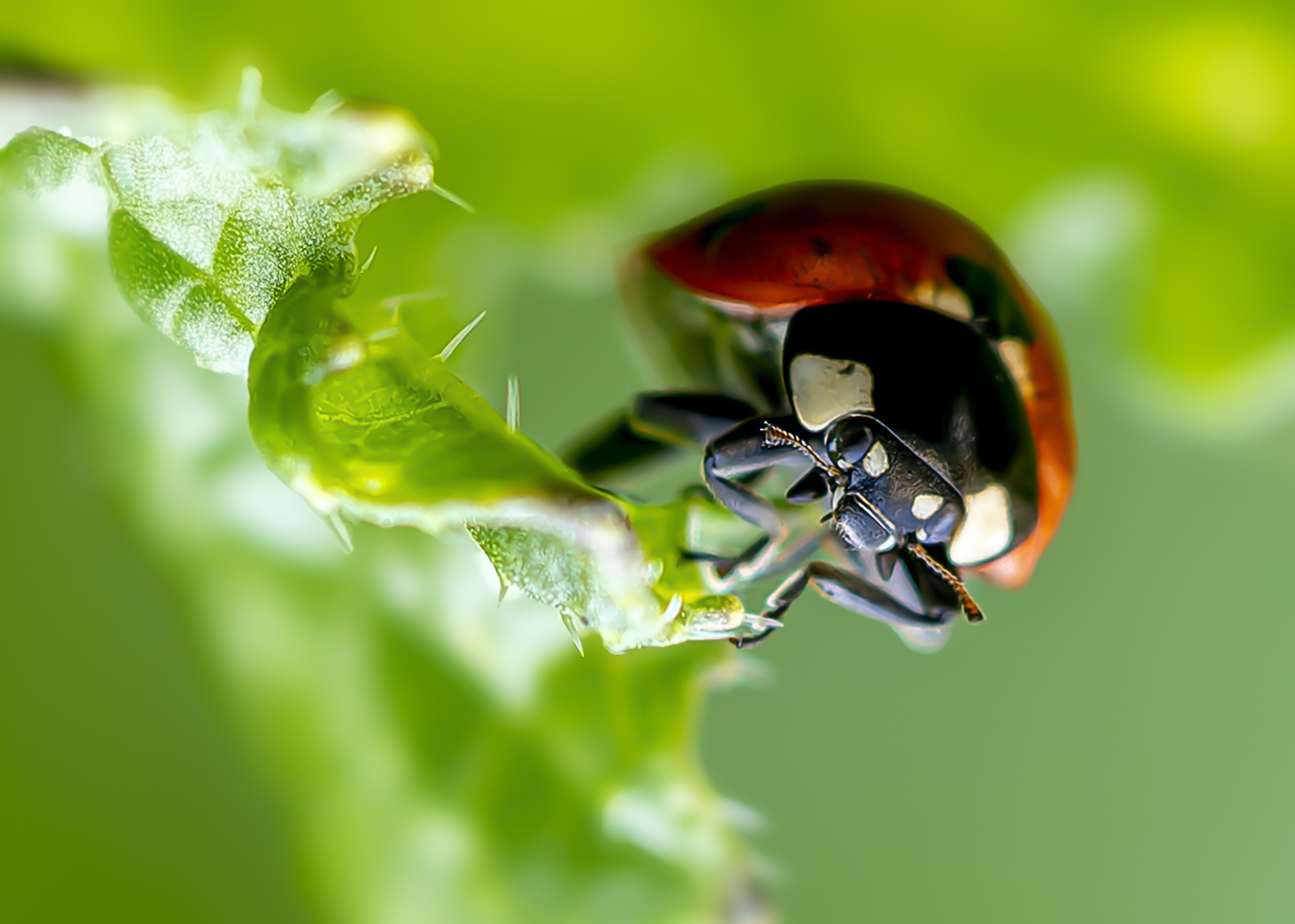 Regard d insecte 4