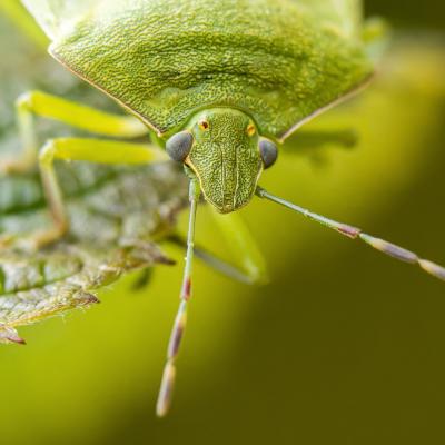 Regard d insecte 5