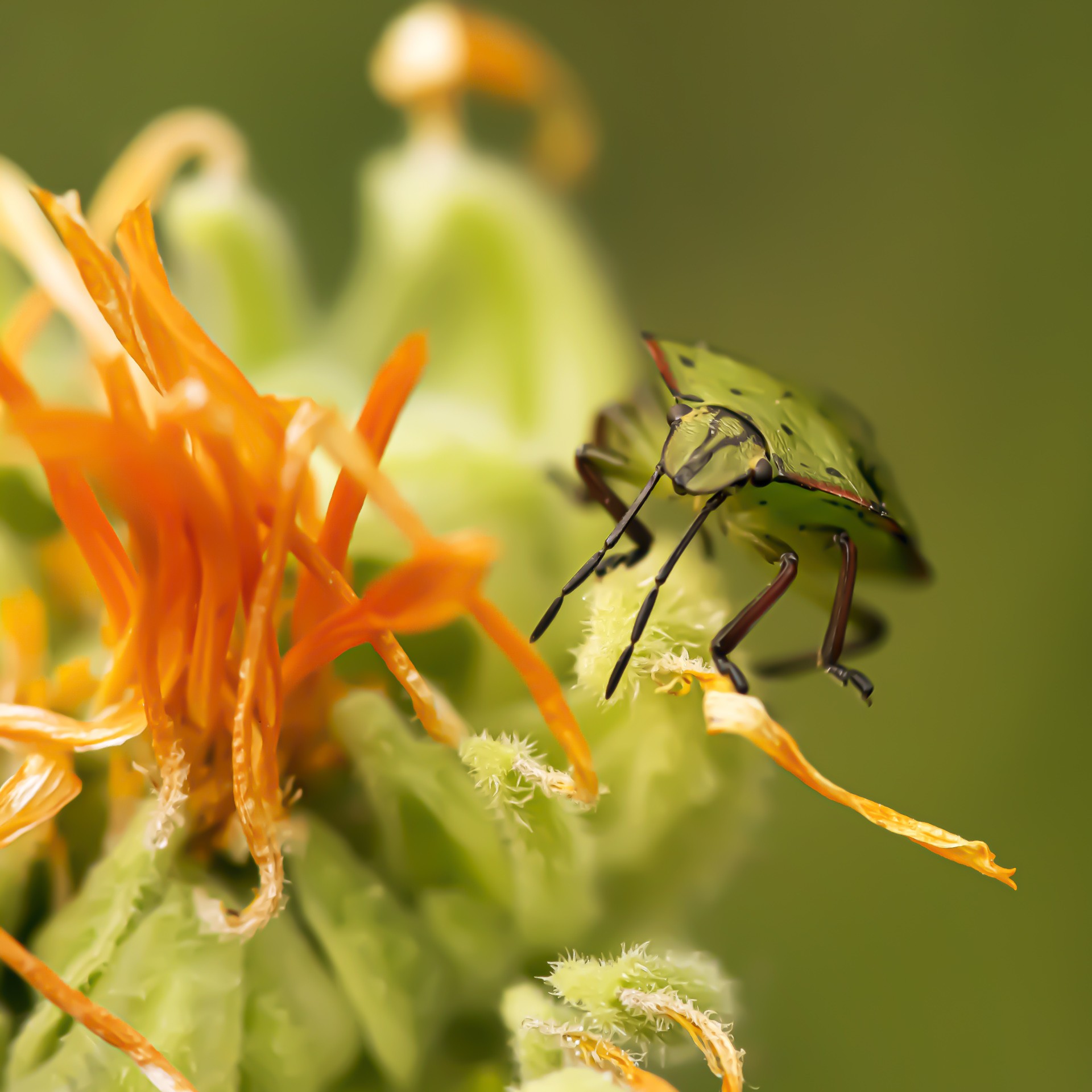 Regard d insecte 7