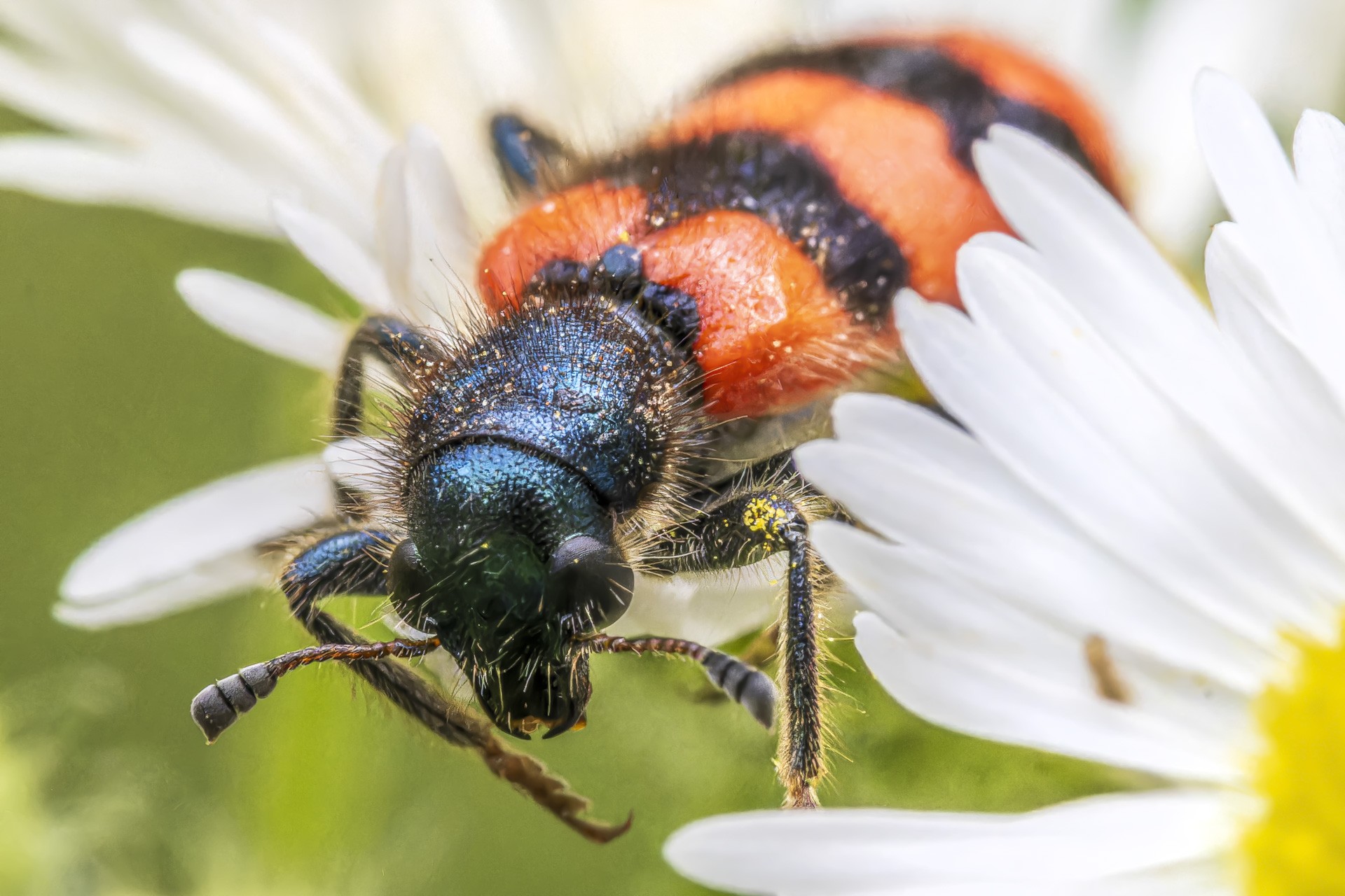 Regard d insecte 9