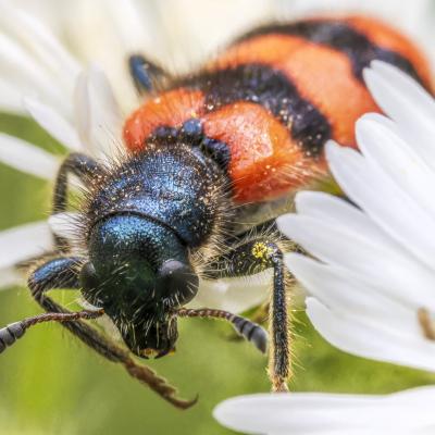 Regard d insecte 9