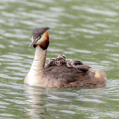 Vie des grèbes 4 - Petite famille